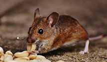 24 Hour & Emergency Exterminators in Harrisonville, MO